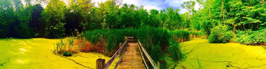 Fototapeta na wymiar A beautiful swamp panorama