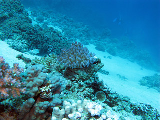 Fototapeta na wymiar bottom of tropical sea with coral reef on great depth