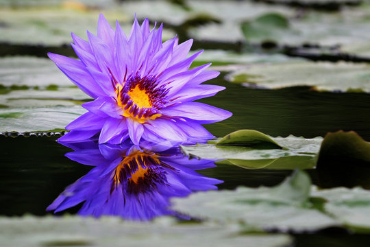 Fototapeta lotus
