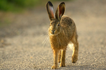 Junger Hase,Hasenbaby