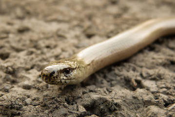 Schlange Blindschleiche