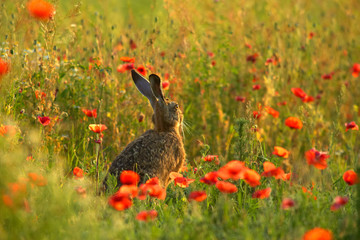 Hase in Mohn