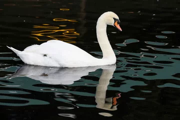 Crédence de cuisine en verre imprimé Cygne White Swan and Reflection