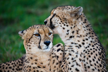 Naklejka na ściany i meble Cheetah Wild Cat Pair