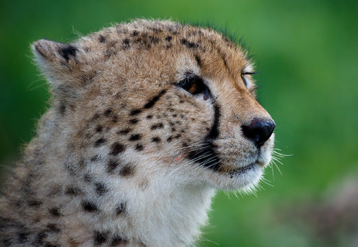 Cheetah Portrait on Green Backround © Duncan Noakes