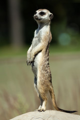 Fototapeta premium Meerkat