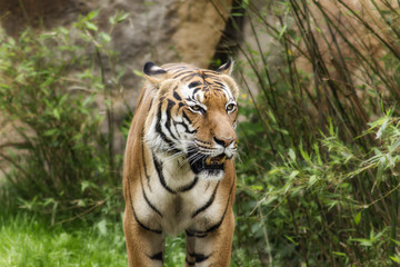 Fototapeta na wymiar Portrait of a tiger