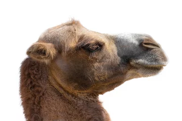 Foto op Plexiglas Camel head © Yury Gubin