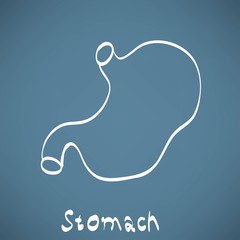 Human stomach