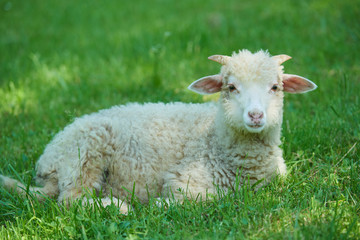 Sheep lying on the grass