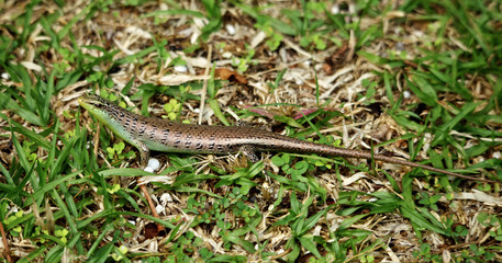 Small Skink