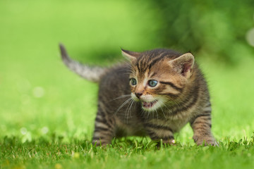 Little kitten on the grass