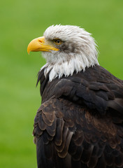 Weißkopfseeadler, Haliaeetus leucocephalus
