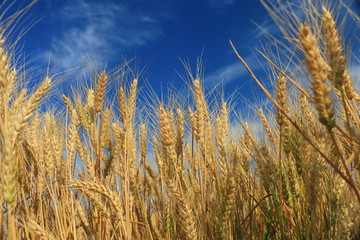 Wheat field against a blue sky