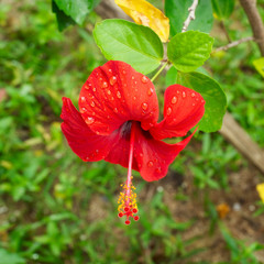 Red Hibiscus