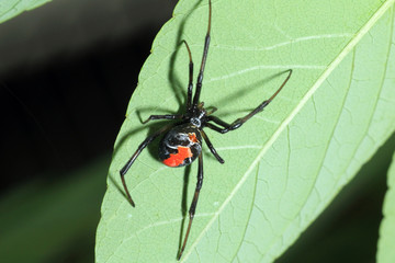 Red-back widow spider (Latrodectus hasseltii) in Japan
