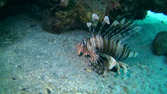 frillfin turkeyfish&nbsp;(Pterois mombasae) swims near coral reef 