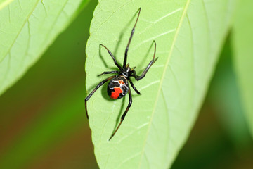 Red-back widow spider (Latrodectus hasseltii) in Japan
