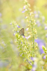 butterfly flowers