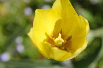 Fototapeta premium yellow Tulip closeup on green background