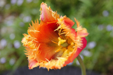 beautiful Tulip on green background