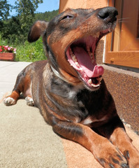 Yawning Dog