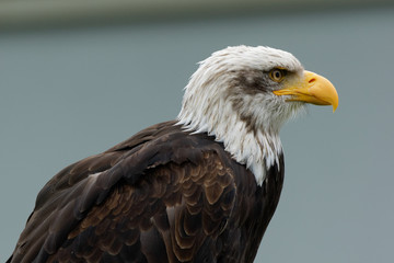 Weißkopfseeadler, Haliaeetus leucocephalus