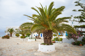 Fototapeta na wymiar Palm tree on Mykonos town, Greece