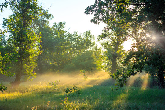 Fototapeta morning in forest