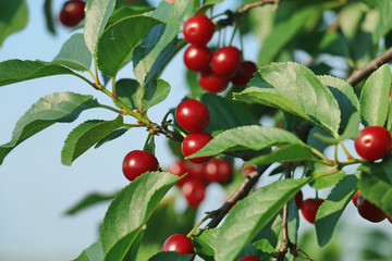 Red and sweet cherries 