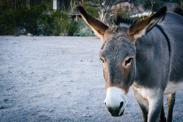 A donkey in Oatman, Arizona.