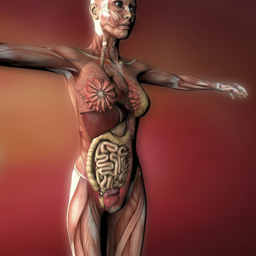 Corpo umano femminile, anatomia muscoli e organi
