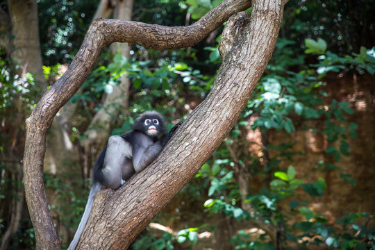 Dusky langur, Spectacled langur or Trachypithecus obscurus monke