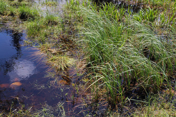 closeup on grass in pond
