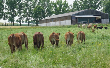 Kühe auf dem Weg zum Stall