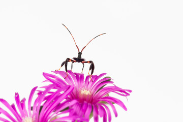 Wheel bug nymph on flower