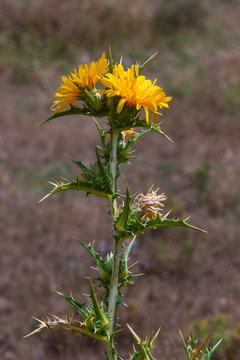 Cardo Scolymus hispanicus con Flores Amarillas