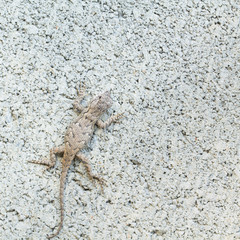 Close up of Eastern Fence Lizard camouflaged on cinder block.