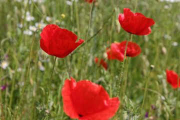 Fototapeta na wymiar Collection of red poppys in a field.