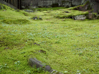 瑞々しい苔のカーペット