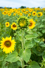 unblown bud of sunflower 