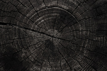 black texture of tree trunk - obrazy, fototapety, plakaty