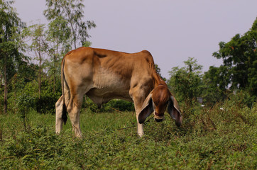 Cow eating grass