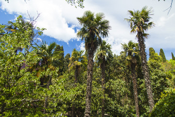 Palm trees and cypresses
