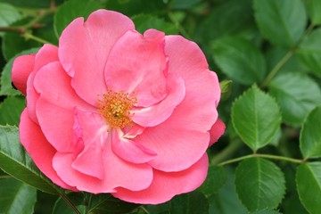 Deep pink rose
