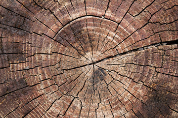 texture of tree trunk