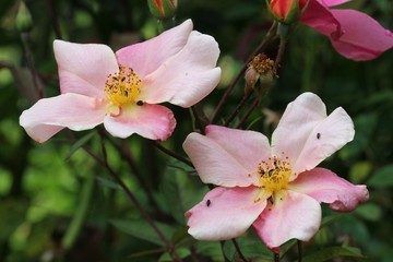 Rosa chinensis Mutabilis