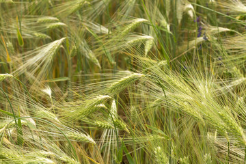 Spring Field of the green Barley 