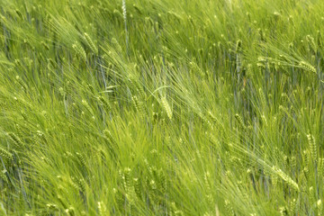 Spring Field of the green Barley 