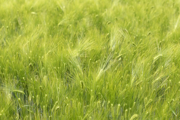 Spring Field of the green Barley 